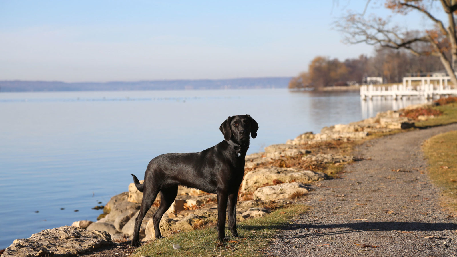 Walking around Lake Geneva with the dog.