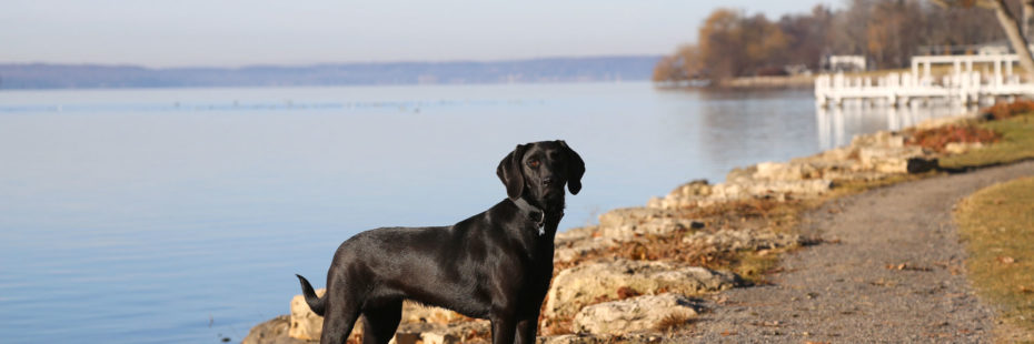 Walking around Lake Geneva with the dog.