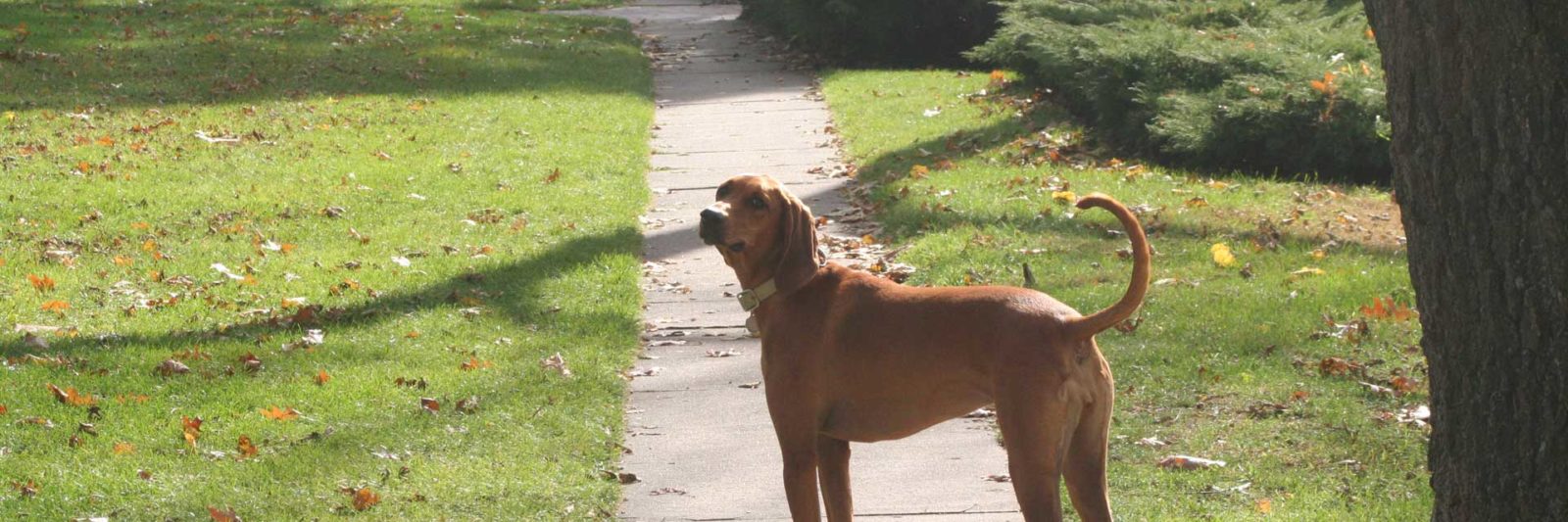 Lets Go for a walk on lake path.