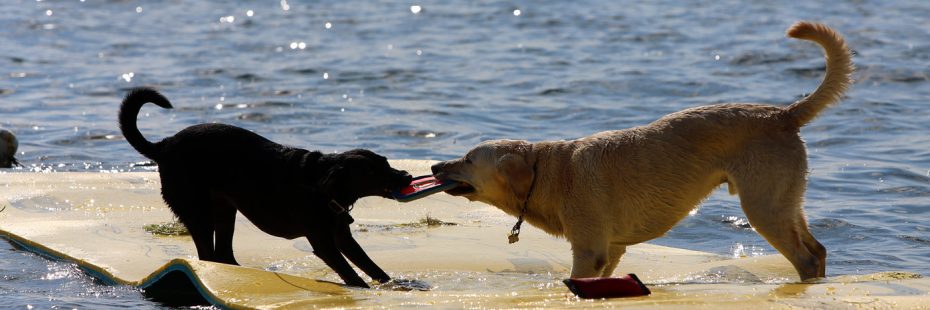 Dogs on Lilly Pad